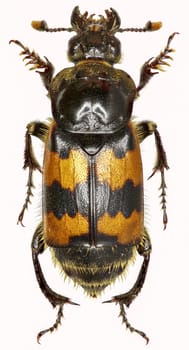 Burying Beetle on white Background  -  Nicrophorus vespillo  (Linnaeus, 1758)