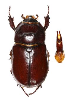 European rhinoceros beetle on white Background - Oryctes nasicornis  (Linnaeus, 1758)