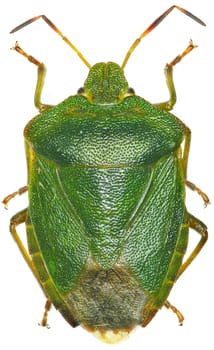 Green shield bug on white Background  -  Palomena prasina  (Linnaeus, 1761)