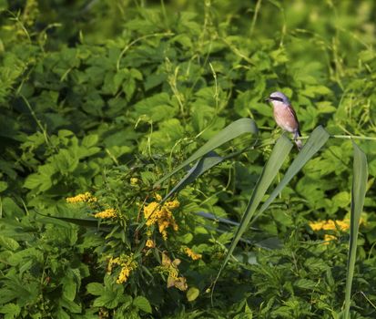 Red-backed shrike, lanius collurio, bird on a branch