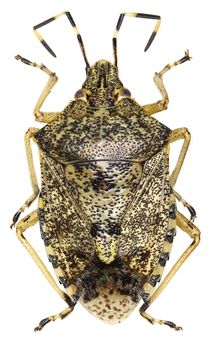 Mottled shield bug on white Background  - Rhaphigaster nebulosa (Poda, 1761)