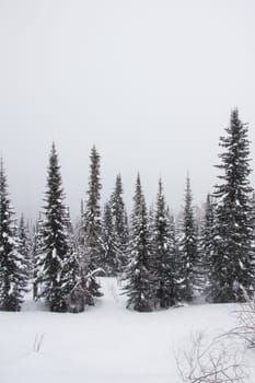 snow covered pine tree forest in nature during snow storm
