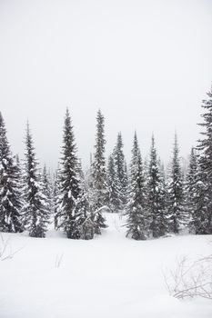snow covered pine tree forest in nature during snow storm