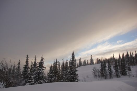 snow covered pine tree forest in nature during snow storm
