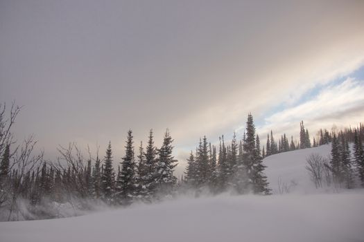 snow covered pine tree forest in nature during snow storm