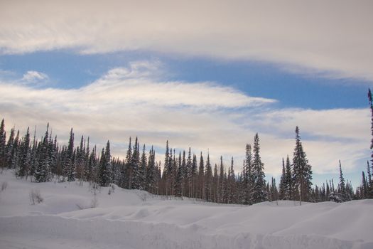 snow covered pine tree forest in nature during snow storm