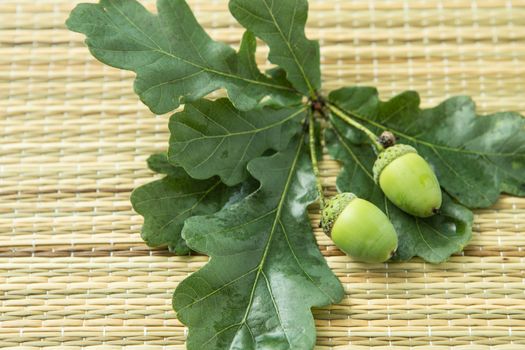 green oak acorns with green leaves are