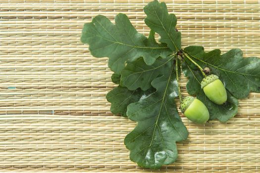 green oak acorns with green leaves are