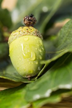 green oak acorns with green leaves are
