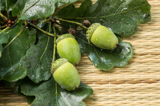 green oak acorns with green leaves are