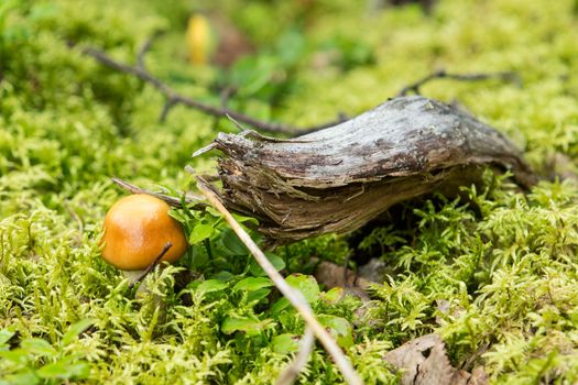nature ,among the moss grows in small fungus boletus