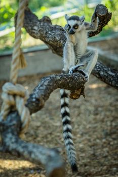 monkey lemur with striped tail sitting on a branch