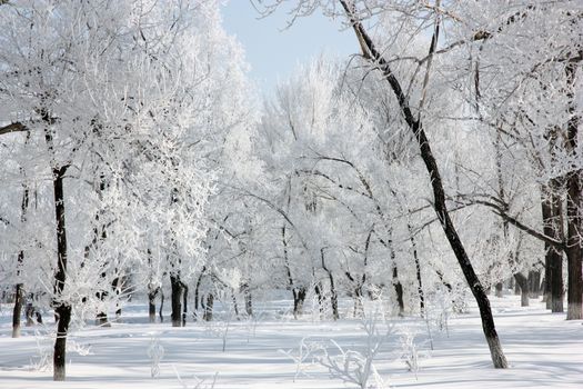 Beautiful winter landscape in the forest, clear frosty day.