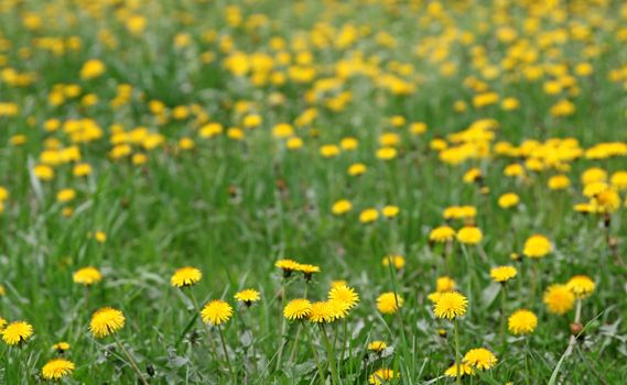 Spring background of yellow dandelion meadow