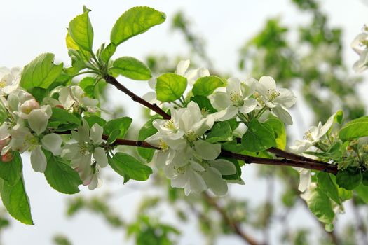photo of blossoming tree brunch with white flowers on bokeh green backgroundblossoming tree branch apple with white flowers