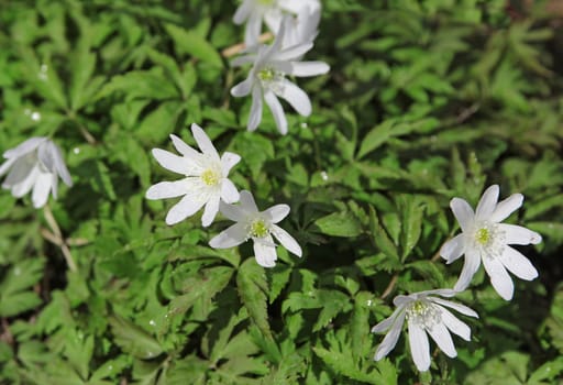 White flowers in the field