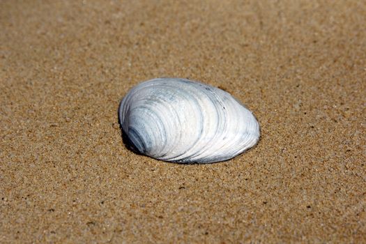 Sea shells on sand. Summer beach background.