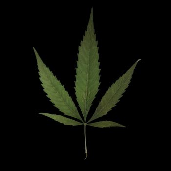 A square format image of a mature marijuana leaf set on a solid black background.