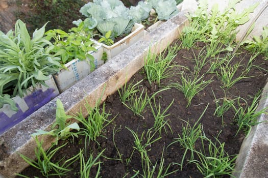 Baby Healthy Green Plant raise from soil