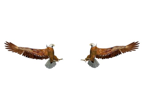 magnificent eagle landing on it isolated in white background