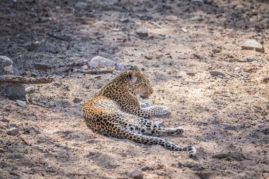 Leopard laying down in the Kruger National Park, South Africa.