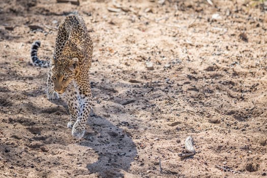 Leopard walking in the sand in the Kruger National Park, South Africa.