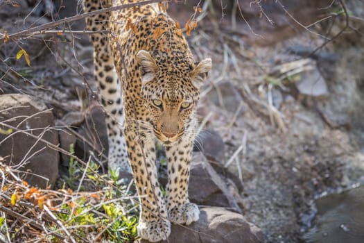 Leopard on a rock in the Kruger National Park, South Africa.