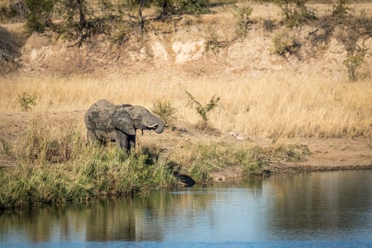 Elephant drinking water at a dam in the Kruger National Park, South Africa.