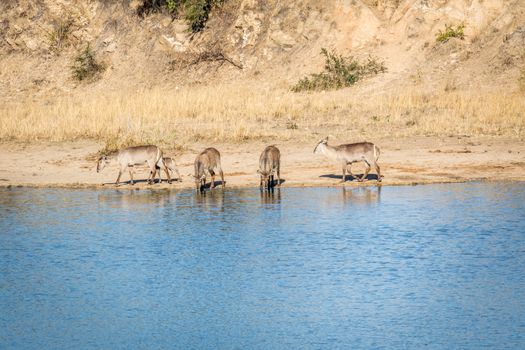 A group of Waterbuck drinking at a dam in the Kruger National Park, South Africa.