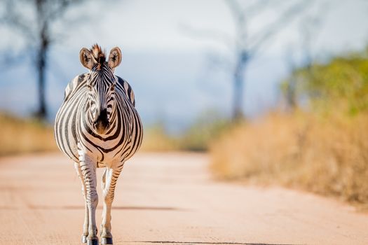 Zebra walking on the road in the Kruger National Park, South Africa.