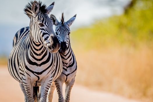 Two Zebras bonding in the Kruger National Park, South Africa.