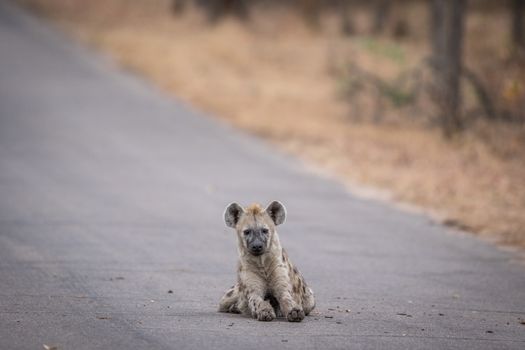 Young Spotted hyena pup laying in the road in the Kruger National Park, South Africa.