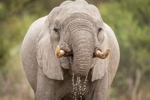 Close up of an Elephant drinking in the Kruger National Park, South Africa.