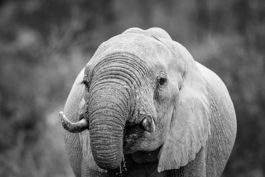 Close up of an Elephant drinking in black and white in the Kruger National Park, South Africa.