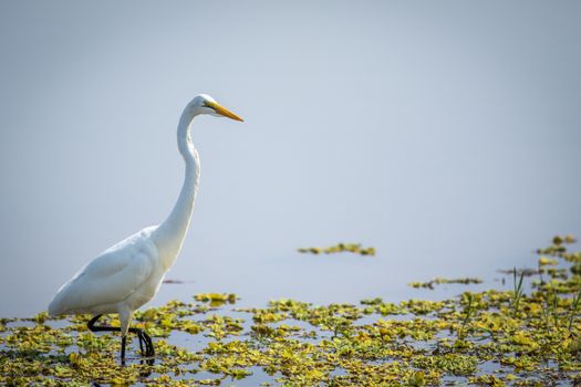 Great egret in the water in the Kruger National Park, South Africa.