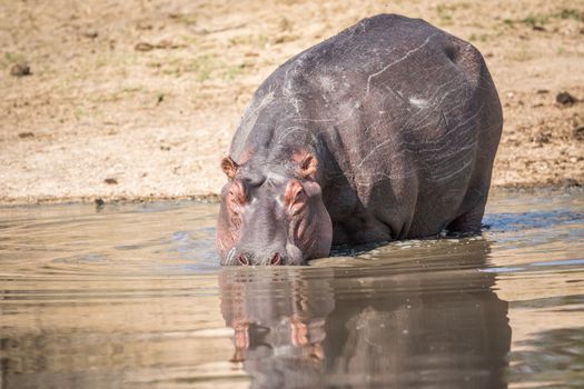 A Hippo walking into the water in the Kruger National Park, South Africa.