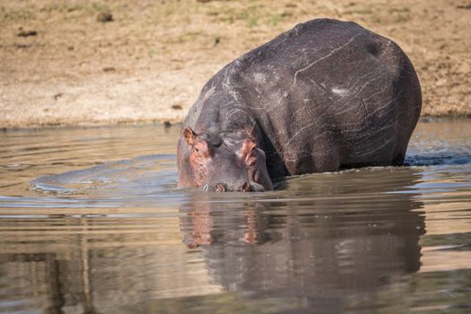 A Hippo walking into the water in the Kruger National Park, South Africa.