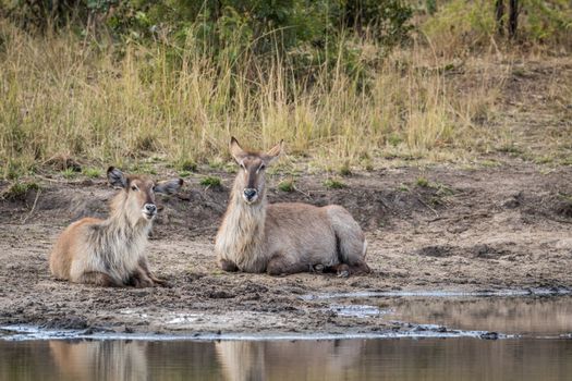 Two Waterbucks laying next to the water in the Kruger National Park, South Africa.