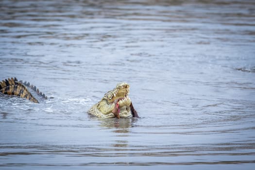 Crocodile eating an Impala in a dam in the Kruger National Park, South Africa.