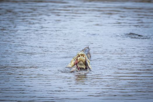 Crocodile eating an Impala in a dam in the Kruger National Park, South Africa.