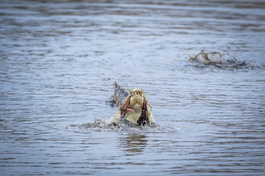 Crocodile eating an Impala in a dam in the Kruger National Park, South Africa.