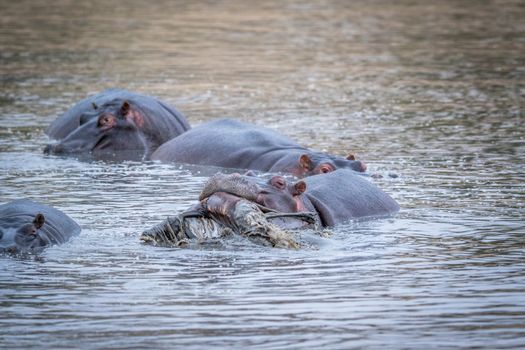 A Hippo lifting an Impala out of the water in the Kruger National Park, South Africa.