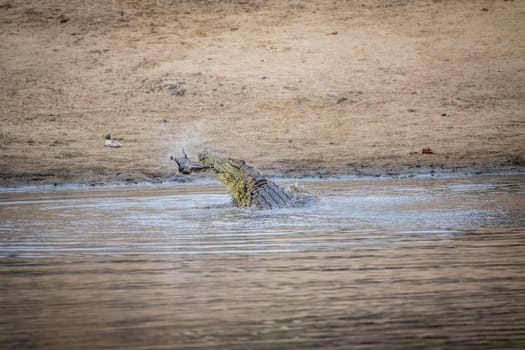Crocodile eating an Impala in a dam in the Kruger National Park, South Africa.