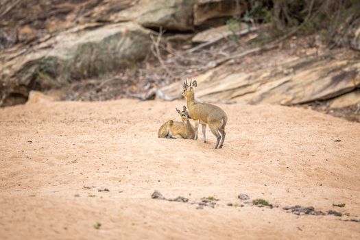 Two Klipspringers in the sand in the Kruger National Park, South Africa.