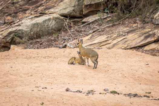 Two Klipspringers in the sand in the Kruger National Park, South Africa.