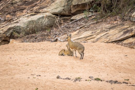 Two Klipspringers in the sand in the Kruger National Park, South Africa.