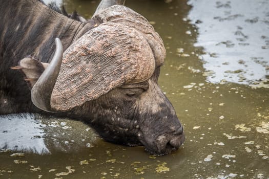 A Cape buffalo drinking in the Kruger National Park, South Africa.