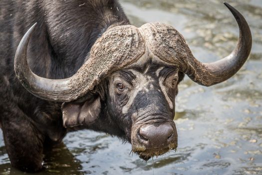 A Cape buffalo starring at the camera in the Kruger National Park, South Africa.