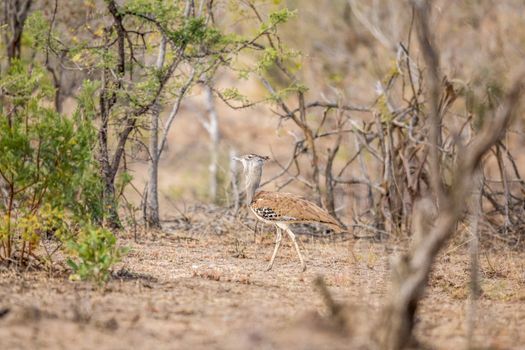 Kori bustard walking in the bush in the Kruger National Park, South Africa.