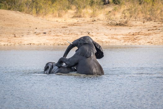 Two Elephants playing in the water in the Kruger National Park, South Africa.